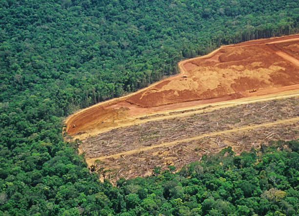 Deforestation in the Amazon - detail of an area