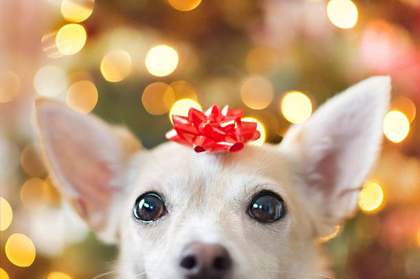 A+Chihuahua+peeks+over+the+edge+of+the+photo+and+has+a+red+bow+on+its+head.+There+are+festive+Christmas+bokeh+lights+in+the+background.