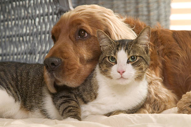 Cocker spaniel relaxing with a cat, Canis familiaris, indoors. (Photo by: Auscape/Universal Images Group via Getty Images)