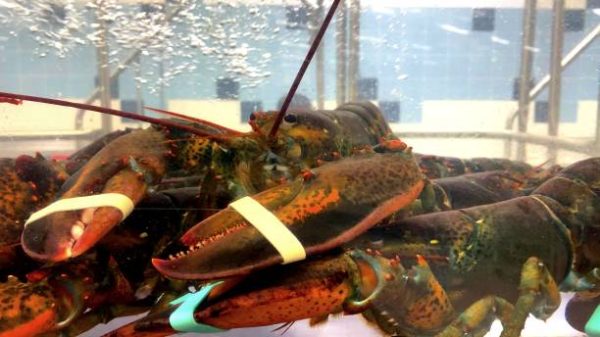 Red lobsters in an aquarium of fish shop , choice of luxury food